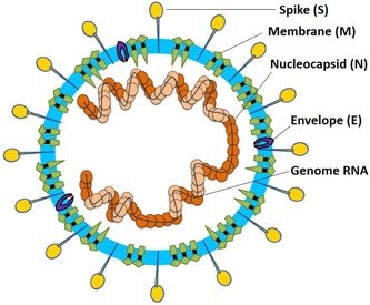 Coronavirus structure-Mesenchymal stem cells for coronavirus