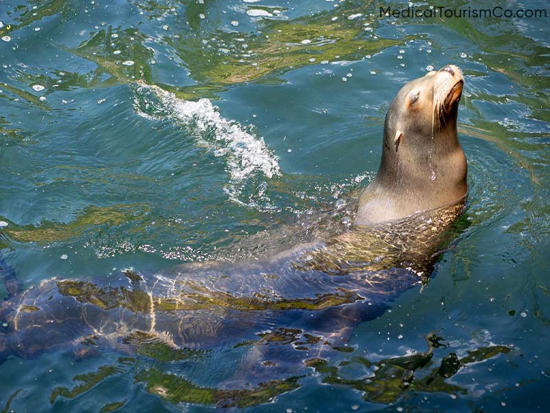Seals Jumping | Dental Tourism in Cabo