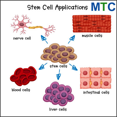 Stem Cell Applications