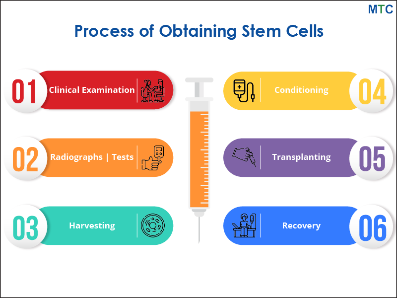 Process of Obtaining Stem Cells