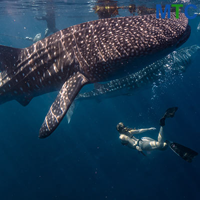 Whale Shark Snorkeling- Mexico Tourism