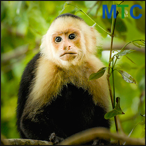 Capuchin Monkey in Manuel Antonio 