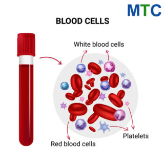 Blood cells | Stem cell therapy in Mexico