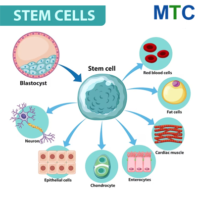 Stem cells in Mexico