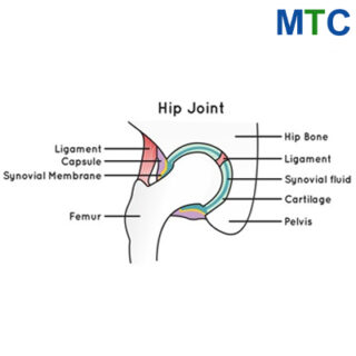 Hip joint structure